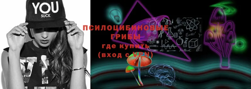 Псилоцибиновые грибы Psilocybine cubensis  хочу   блэк спрут как зайти  Бикин 